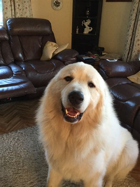 Kricarno Pyrenean Mountain Dogs - Puppy Choices