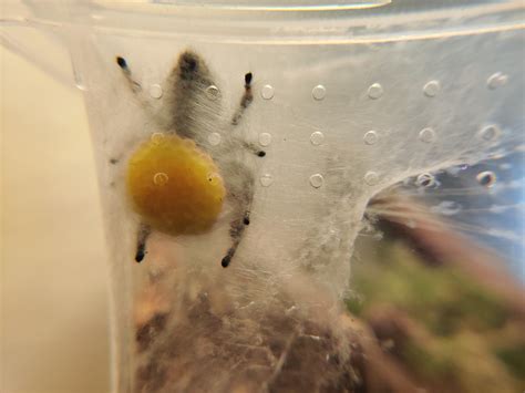 What Is A Spider Egg Sac at David Desantis blog