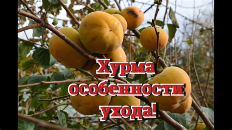 Хурма. Как вырастить хурму!? В саду Николая Петровича Шендрик. - YouTube