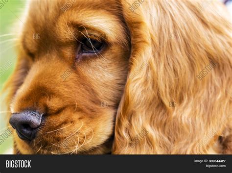 Cocker Spaniel Light Brown