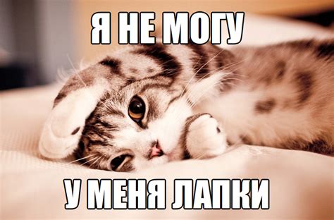 У меня лапки — Библиотека мемов
