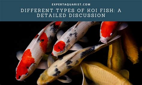 Different Types of Koi Fish: A Detailed Discussion