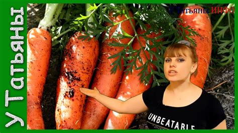 МОРКОВЬ. Секреты выращивания моркови. Как вырастить урожайную морковь ...