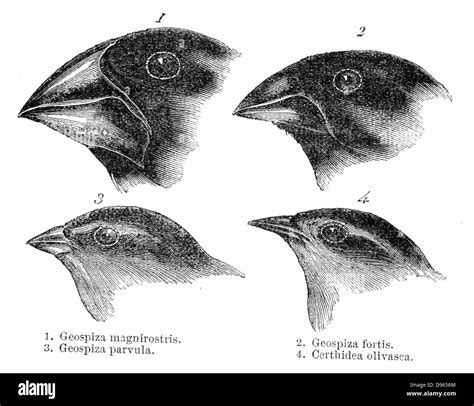 Darwin's Finches. Four or the species of finch observed by Darwin on ...