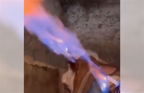 Methane on Fire: The Shocking Truth Behind Cow Bloat Relief - All About ...