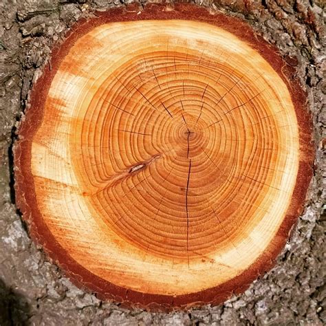 tree  prodigy  ideas