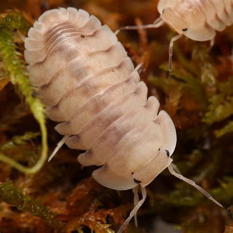 cubaris sp white pigeon tropical isopods