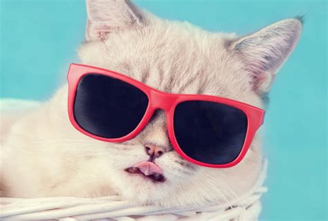 Экспресс-тест: какой ты кот? 2022 | ВКонтакте