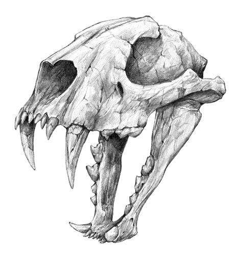 Dinictis, The 'False Sabertooth Cat' skull | Graphite Pencil Art Art ...