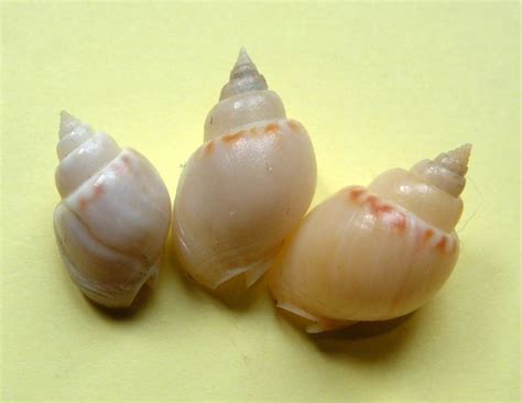 Tritia mutabilis (Linnaeus, 1758)