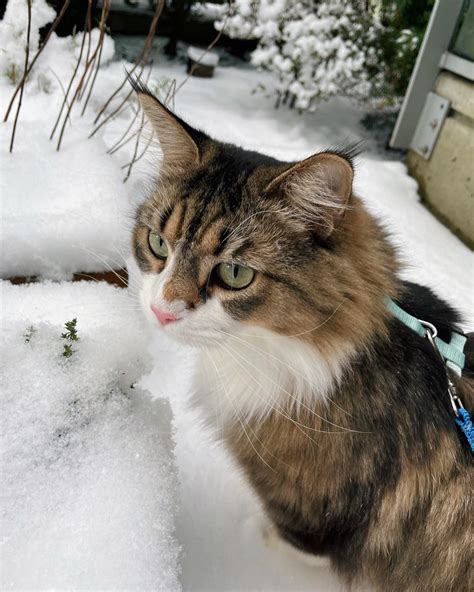 Samara Redway | Absolutely devastated. No words. My baby girl, I’ll