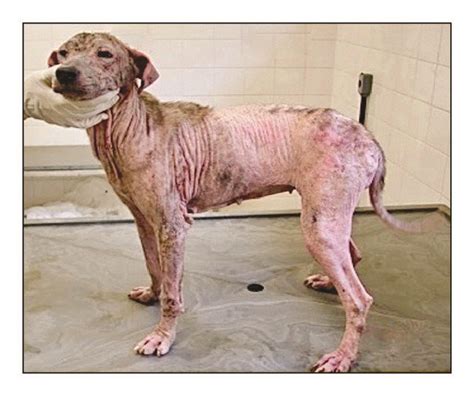 Is Leishmaniasis Curable In Dogs