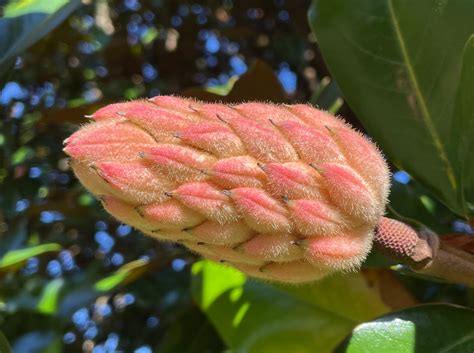 magnolia tree seed 8