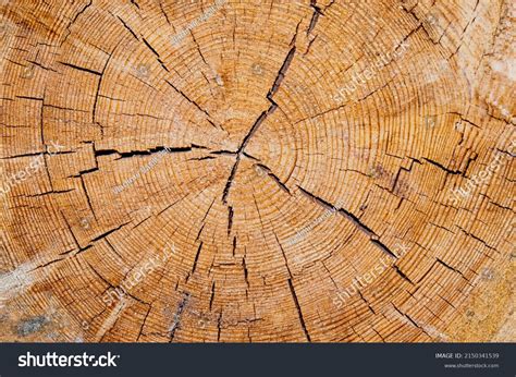 texture sawn pine cross section stock photo  shutterstock