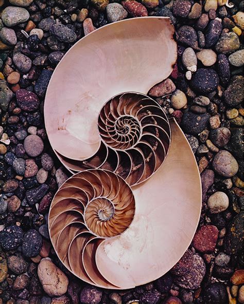 Эдвард Уэстон (Edward Weston) — фотограф (+101 фото) — JuicyWorld