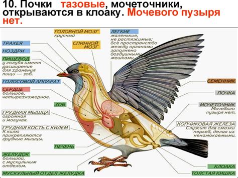 Класс птицы - презентация онлайн