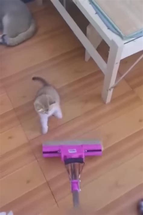 funny video cats and dogs 10