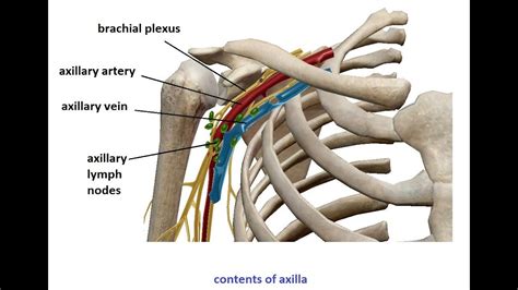 Axillary Lymph Nodes Anatomy - Anatomical Charts & Posters