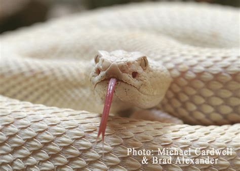 Wild-caught adult female Crotalus scutulatus. Note color of eyes and... | Download Scientific ...