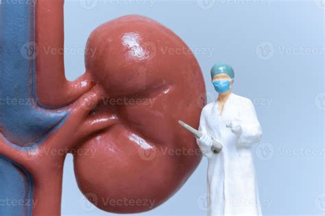 Miniature People Doctor analyzing of patient kidney health 8135955