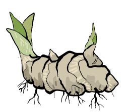 Bulbs in vegetative propagation – Eschooltoday