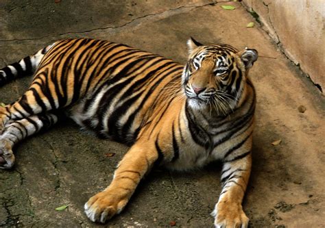 File:Bengal Tiger.jpg - Wikipedia, the free encyclopedia