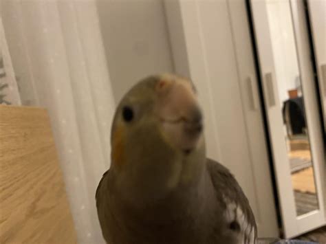is it normal cockatiel weak cheap 3