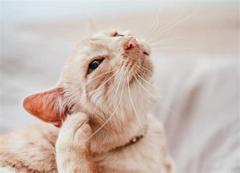 7 Cat Ear Facts | PetMD