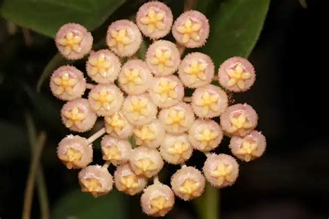 Hoya sp. 'Sunrise' - Tropics @Home