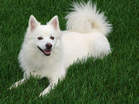 The Japanese spitz are little comedians, there goofiness and loyalty