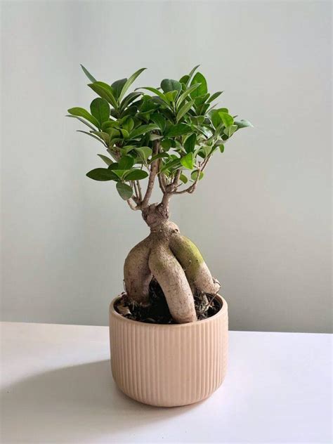 Фікус Гінсенг Мікрокарпа Ficus Ginseng Microcarpa, 12*35см купити, ціна ...