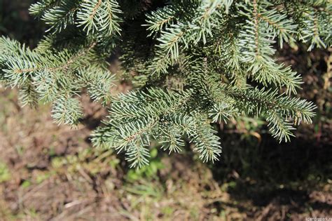 Ель сибирская: характеристика и сорта. Посадка и уход