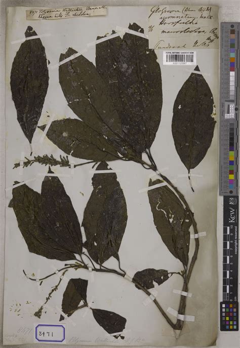 Polyosma Blume | Plants of the World Online | Kew Science