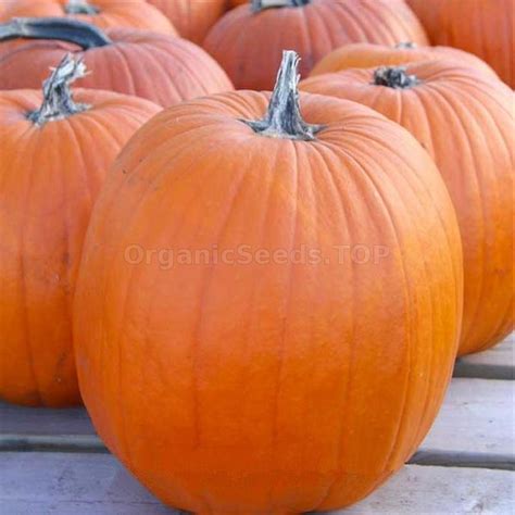 Reviews «Yanina» - Organic Pumpkin Seeds - Shipping is free for orders ...