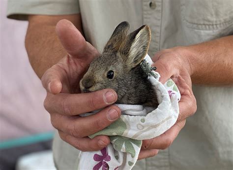 Columbia Basin Pygmy Rabbit | FWS.gov