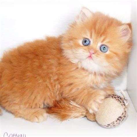 doll face persian persian cat doll face baby cats persian cat