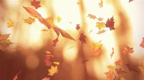 falling leaves animation stock  royalty  hd   pond