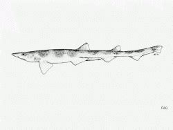 Broadfin Sawtail Catshark | Galeus nipponensis | Shark Database