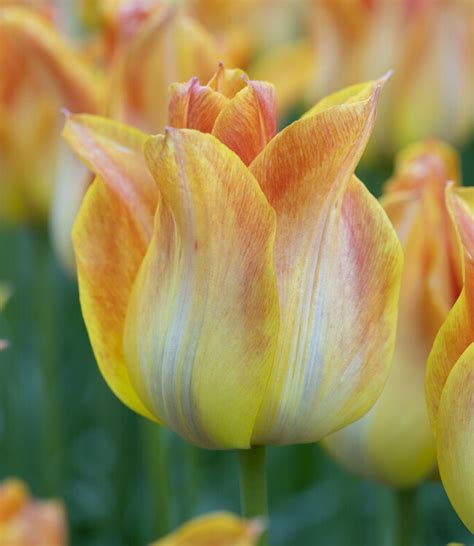 Tulip bulbs Sunny Leo - uniquely shaped yellow tulip! - Tulip Store