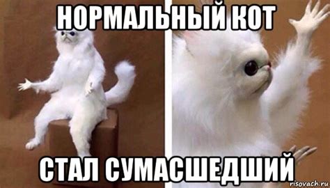 нормальный кот стал сумасшедший, Мем Чучело кота - Рисовач .Ру