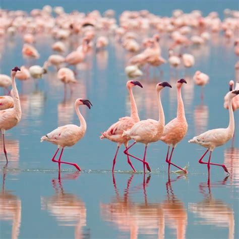 Why Are Flamingos Pink? - e-estidotmy