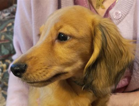 Dachshund Puppies For Sale In Arizona