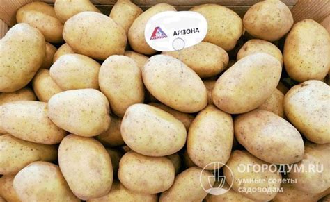 Картофель Аризона: описание сорта, фото, отзывы, сроки созревания, видео