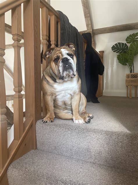 93 best u/chloexonicole images on Pholder | Pawg, Bulldogs and Selfie