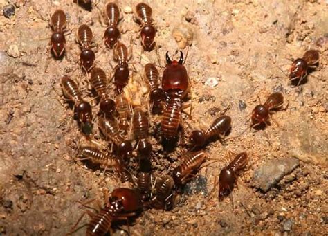 African Termites » Kenya Safaris| Tanzania Safaris| 2020/21