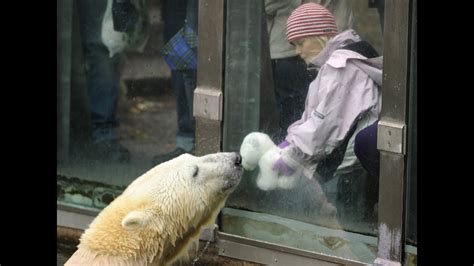 What killed Knut, the beloved polar bear? Now we know - CNN