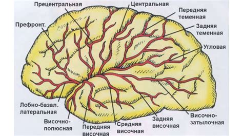 Анатомия сосудов головного мозга - презентация онлайн