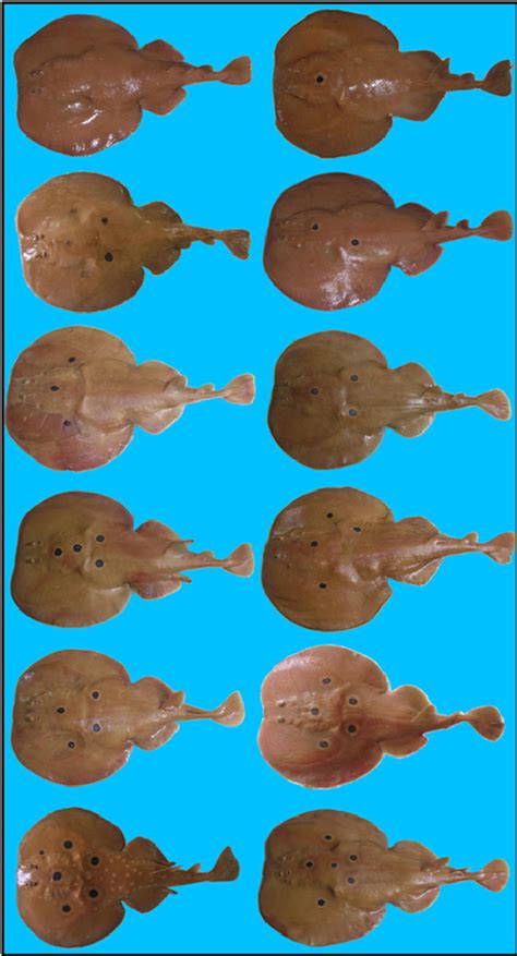 Figure 1 from Inventory of elasmobranch species caught in the Lagoon of ...