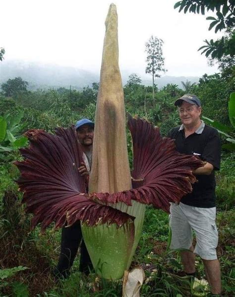 The Amorphopallus Titanium blooms once every 40 years for 4 days and is ...