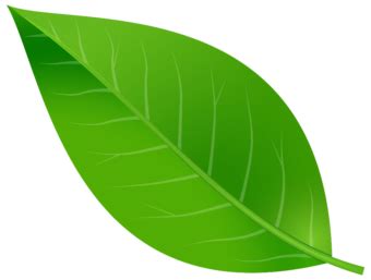 Листок ПНГ на Прозрачном Фоне • Скачать PNG Листок